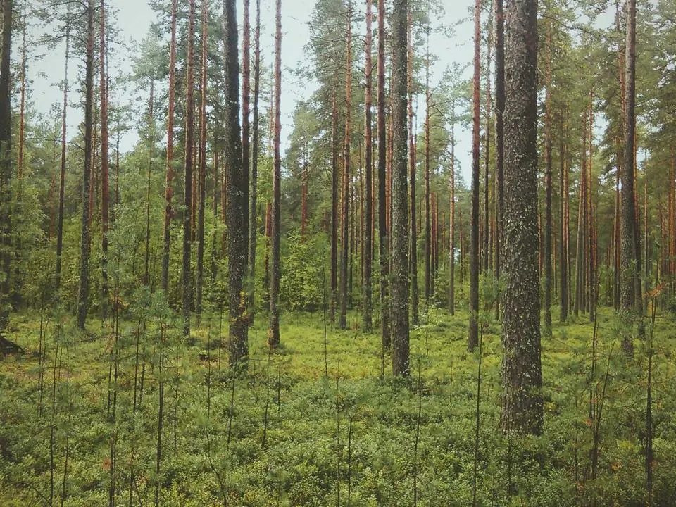 Хирургия челюсти